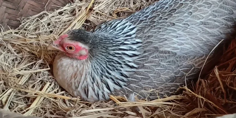 Mơ Thấy Gà: Giải Mã Điềm Báo - Khám Phá Con Số May Mắn 8 Mơ thấy gà nhảy ổ mang đến cơ hội hồi sinh